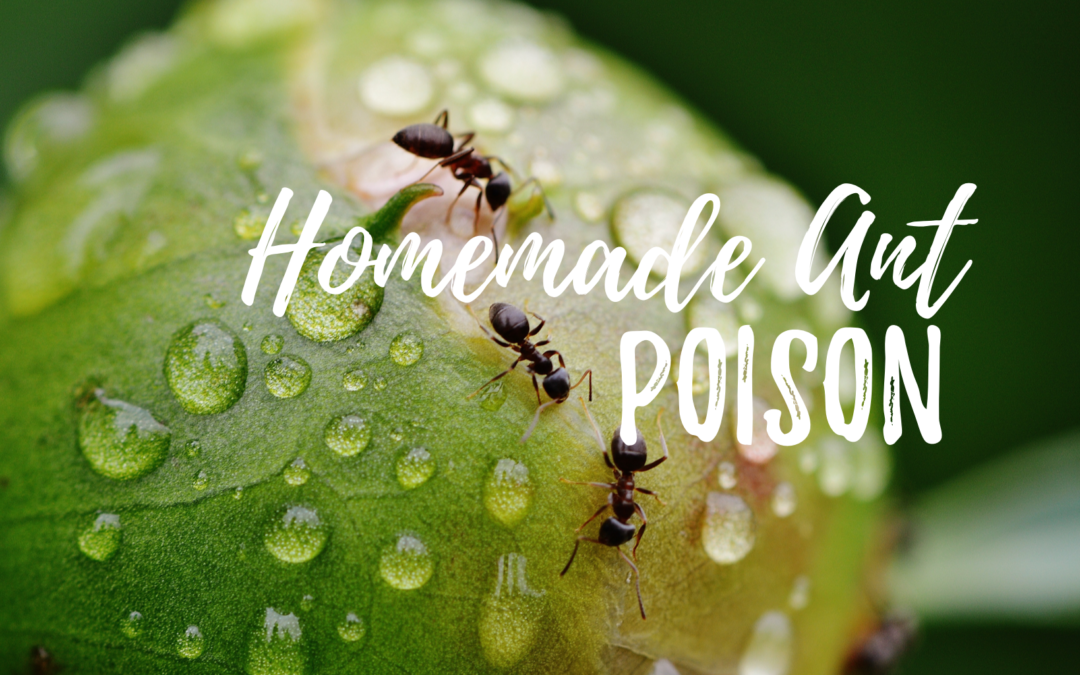 Borax ant poison to fix that pesky problem in your home